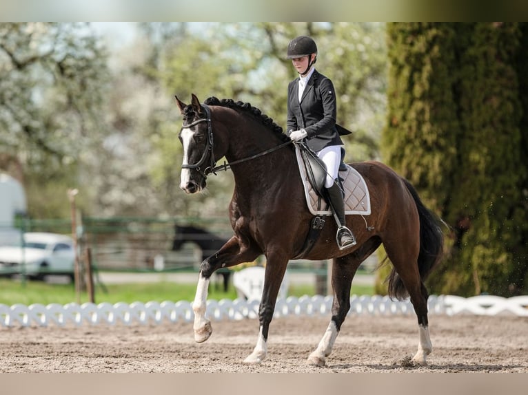 Sportivo Tedesco / Sportivo della Germania Castrone 10 Anni 180 cm Morello in Pfeffenhausen