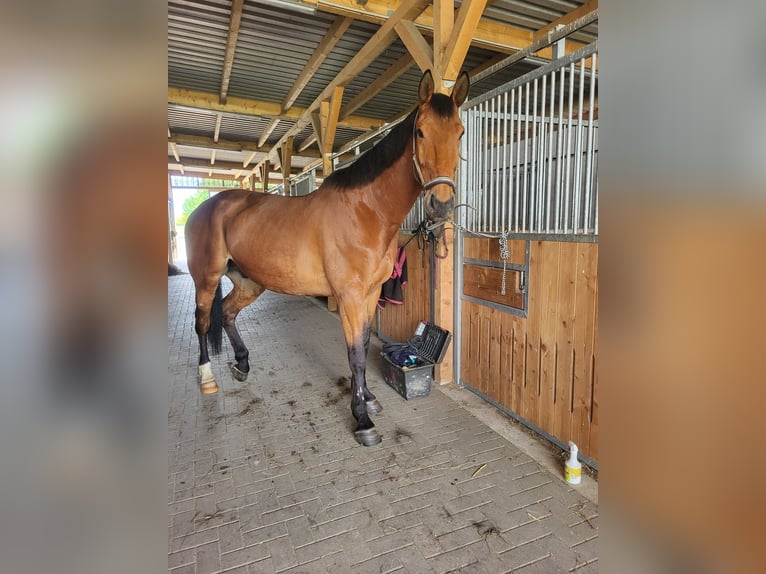 Sportivo Tedesco / Sportivo della Germania Castrone 10 Anni 183 cm Baio in Malchin