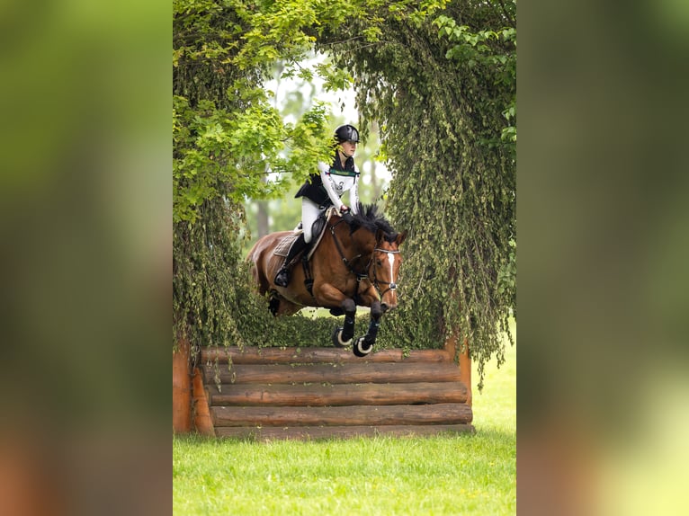 Sportivo Tedesco / Sportivo della Germania Castrone 10 Anni Baio ciliegia in Bohuňovice