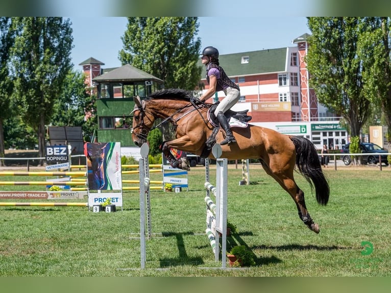 Sportivo Tedesco / Sportivo della Germania Castrone 10 Anni Baio ciliegia in Bohuňovice