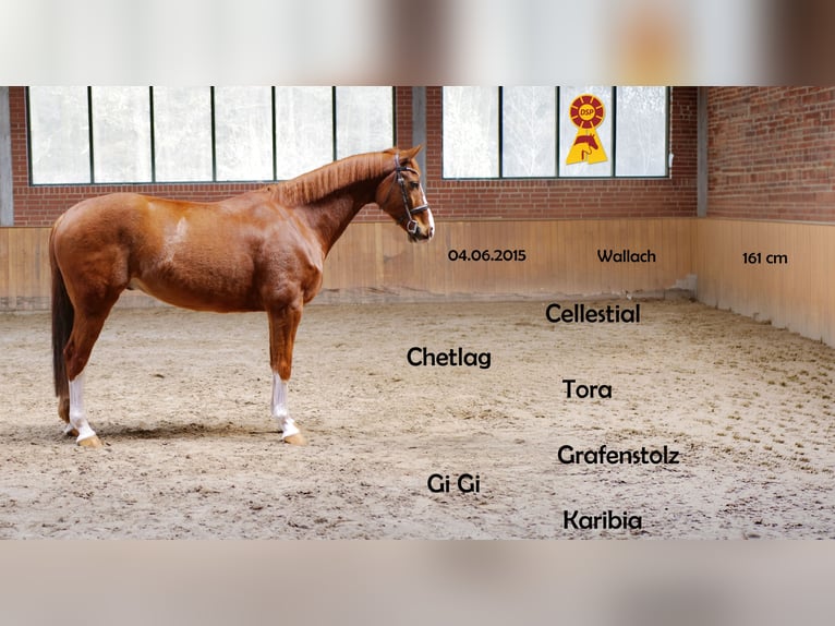 Sportivo Tedesco / Sportivo della Germania Castrone 11 Anni 161 cm Sauro in Ankum