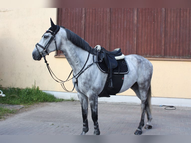 Sportivo Tedesco / Sportivo della Germania Castrone 11 Anni 164 cm Grigio in schladming