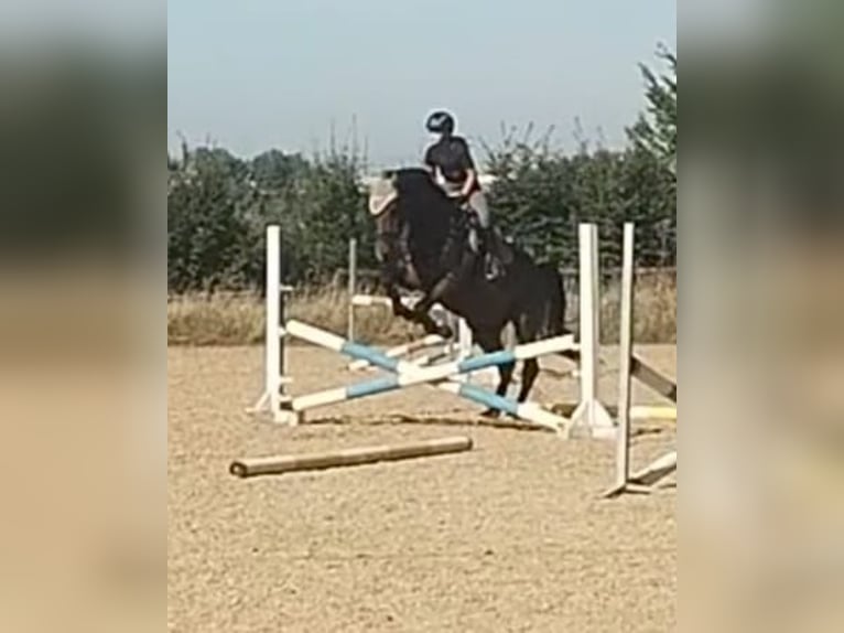 Sportivo Tedesco / Sportivo della Germania Castrone 11 Anni 165 cm Baio scuro in Buttstädt