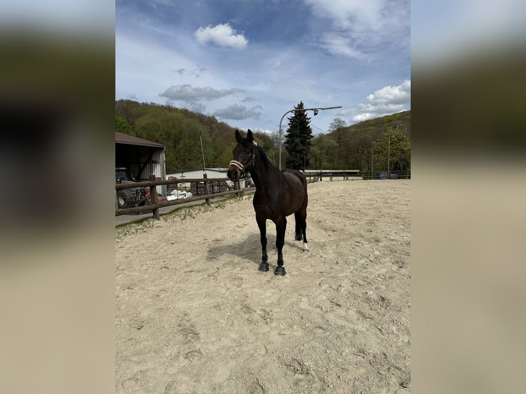Sportivo Tedesco / Sportivo della Germania Castrone 11 Anni 168 cm Baio scuro in Billerbeck