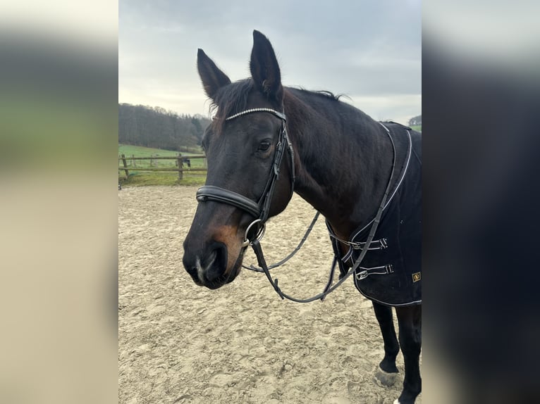 Sportivo Tedesco / Sportivo della Germania Castrone 11 Anni 168 cm Baio scuro in Wuppertal