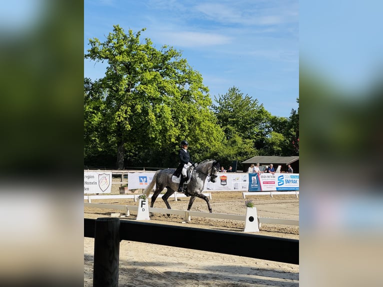 Sportivo Tedesco / Sportivo della Germania Castrone 11 Anni 168 cm Grigio trotinato in Bockenem