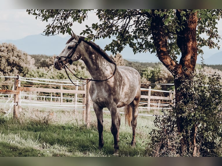 Sportivo Tedesco / Sportivo della Germania Castrone 11 Anni 169 cm Grigio pezzato in Tengling