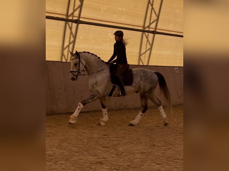 Sportivo Tedesco / Sportivo della Germania Castrone 11 Anni 170 cm Grigio in Schönthal
