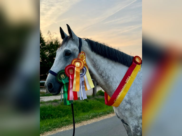 Sportivo Tedesco / Sportivo della Germania Castrone 11 Anni 170 cm Grigio in Langenselbold