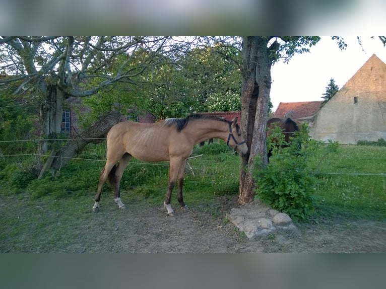 Sportivo Tedesco / Sportivo della Germania Castrone 11 Anni 170 cm Pelle di daino in Pritzwalk