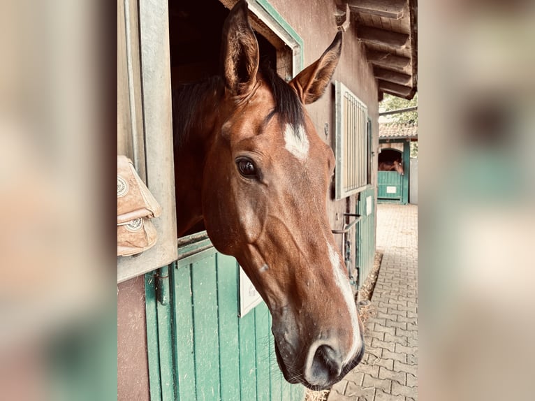 Sportivo Tedesco / Sportivo della Germania Castrone 11 Anni 172 cm Baio in Holzkirchen