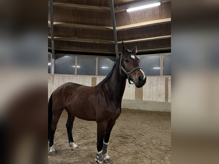 Sportivo Tedesco / Sportivo della Germania Castrone 11 Anni 172 cm Baio in Holzkirchen