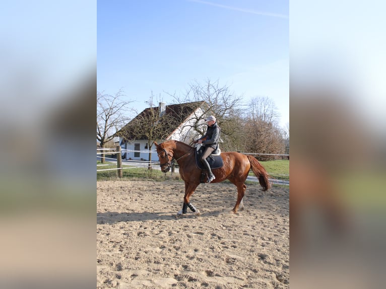 Sportivo Tedesco / Sportivo della Germania Castrone 11 Anni 172 cm Sauro in Kupferzell