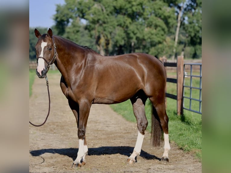 Sportivo Tedesco / Sportivo della Germania Castrone 11 Anni 172 cm Sauro scuro in Fraunberg