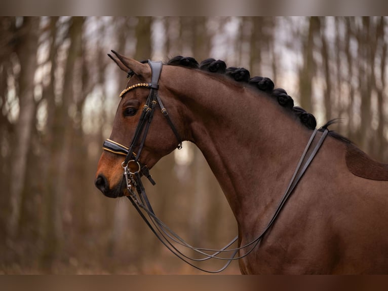 Sportivo Tedesco / Sportivo della Germania Castrone 11 Anni 173 cm Baio scuro in Wehringen