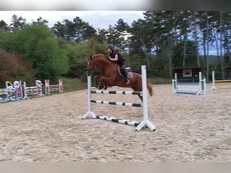 Sportivo Tedesco / Sportivo della Germania Castrone 11 Anni 173 cm Sauro in Wollbach