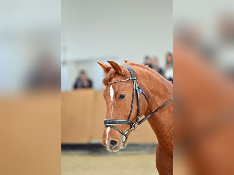 Sportivo Tedesco / Sportivo della Germania Castrone 11 Anni 173 cm Sauro in Wollbach
