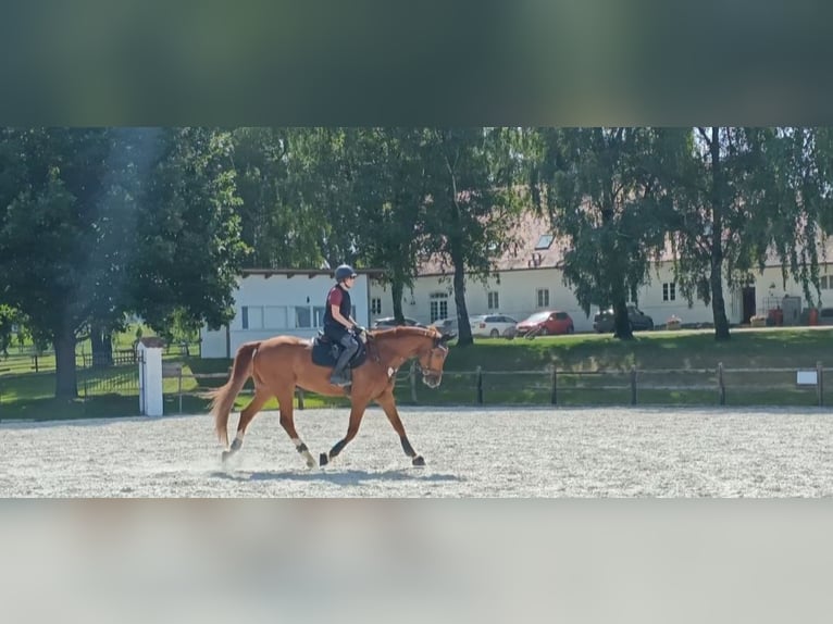 Sportivo Tedesco / Sportivo della Germania Castrone 11 Anni 173 cm Sauro in Wollbach