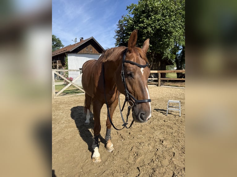 Sportivo Tedesco / Sportivo della Germania Castrone 11 Anni 173 cm Sauro scuro in Essenbach