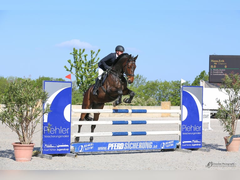 Sportivo Tedesco / Sportivo della Germania Castrone 11 Anni 174 cm Baio scuro in Cremlingen