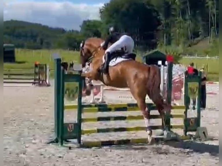 Sportivo Tedesco / Sportivo della Germania Castrone 11 Anni 174 cm Sauro in Braunschweig