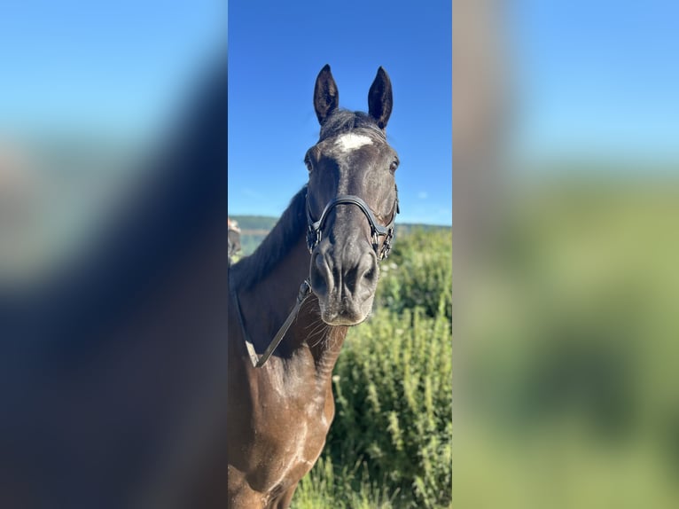 Sportivo Tedesco / Sportivo della Germania Castrone 11 Anni 175 cm Morello in Trier