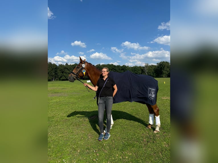 Sportivo Tedesco / Sportivo della Germania Castrone 11 Anni 175 cm Sauro in Sch&#xF6;nwalde