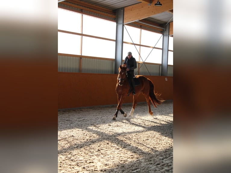 Sportivo Tedesco / Sportivo della Germania Castrone 11 Anni 175 cm Sauro scuro in Kupferzell