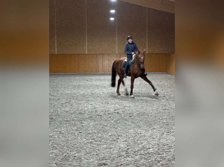 Sportivo Tedesco / Sportivo della Germania Castrone 11 Anni 175 cm Sauro scuro in Kupferzell