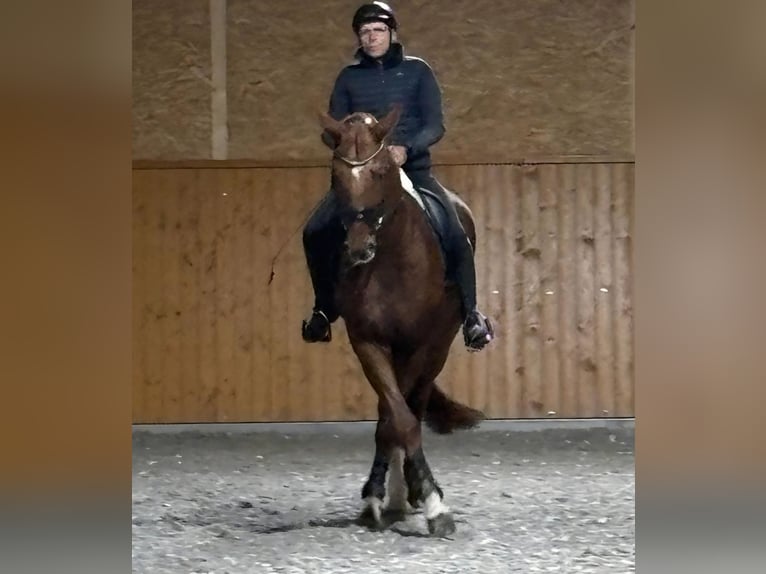 Sportivo Tedesco / Sportivo della Germania Castrone 11 Anni 175 cm Sauro scuro in Kupferzell