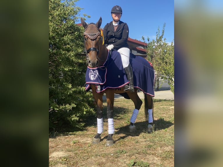 Sportivo Tedesco / Sportivo della Germania Castrone 11 Anni 178 cm Baio in Willstätt