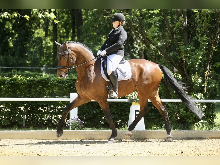 Sportivo Tedesco / Sportivo della Germania Castrone 11 Anni 178 cm Baio in Willstätt