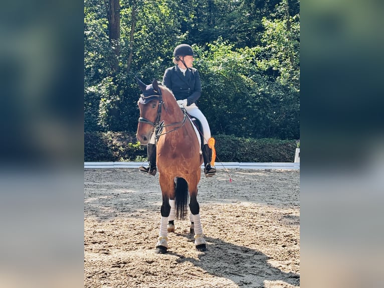 Sportivo Tedesco / Sportivo della Germania Castrone 11 Anni 178 cm Baio in Willstätt