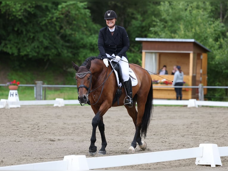 Sportivo Tedesco / Sportivo della Germania Castrone 11 Anni 178 cm Baio in Willstätt