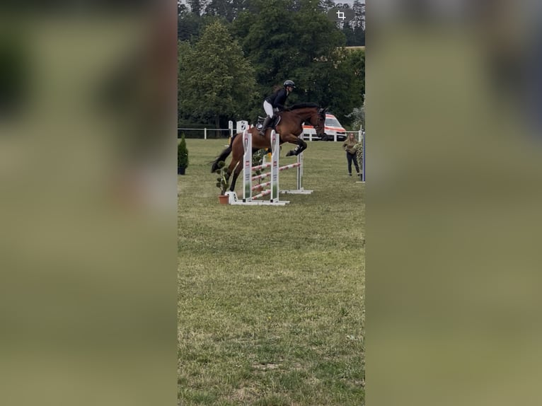 Sportivo Tedesco / Sportivo della Germania Castrone 11 Anni 185 cm Baio in Bad Staffelstein