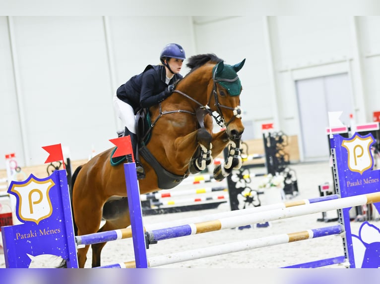 Sportivo Tedesco / Sportivo della Germania Castrone 11 Anni in Ravazd