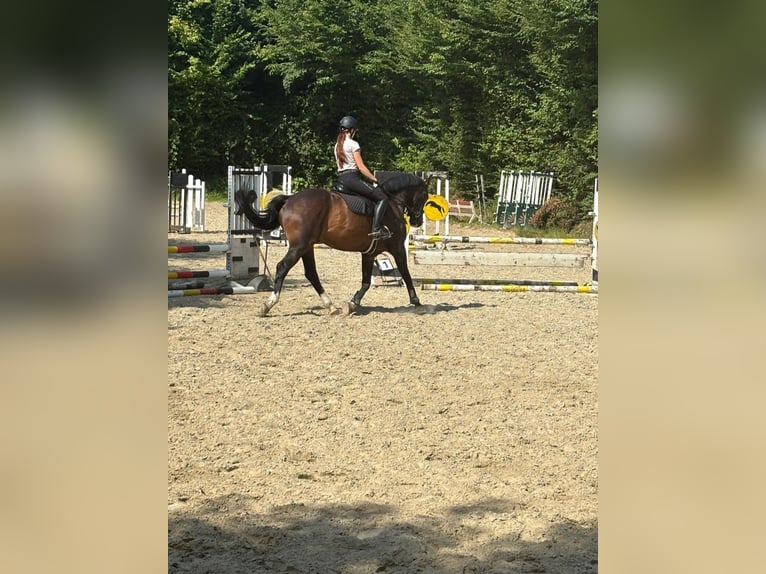 Sportivo Tedesco / Sportivo della Germania Castrone 12 Anni 164 cm Baio scuro in Kürten
