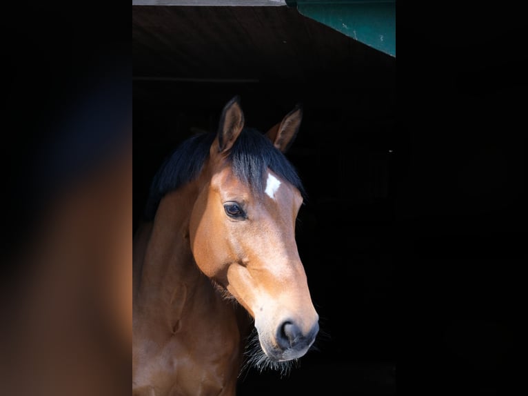 Sportivo Tedesco / Sportivo della Germania Castrone 12 Anni 165 cm Baio in Aachen