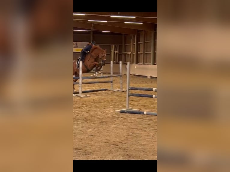 Sportivo Tedesco / Sportivo della Germania Castrone 12 Anni 165 cm Sauro in Tuningen