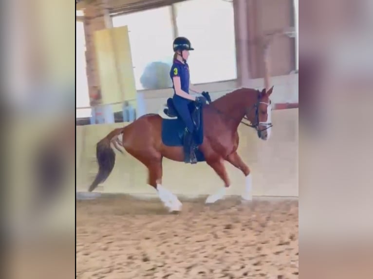 Sportivo Tedesco / Sportivo della Germania Castrone 12 Anni 165 cm Sauro in Bayerbach
