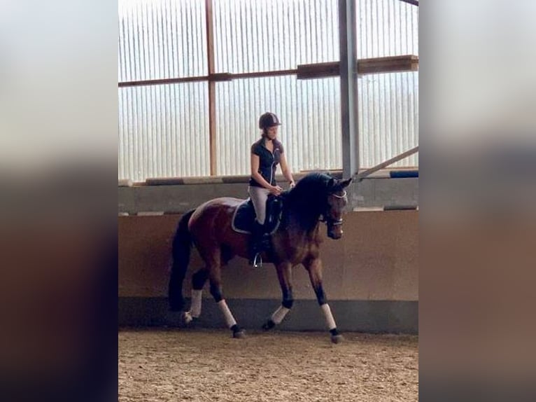 Sportivo Tedesco / Sportivo della Germania Castrone 12 Anni 168 cm Baio in Brilon
