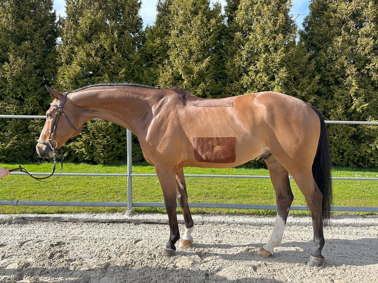 Sportivo Tedesco / Sportivo della Germania Castrone 12 Anni 168 cm Baio in Altstätten SG 2