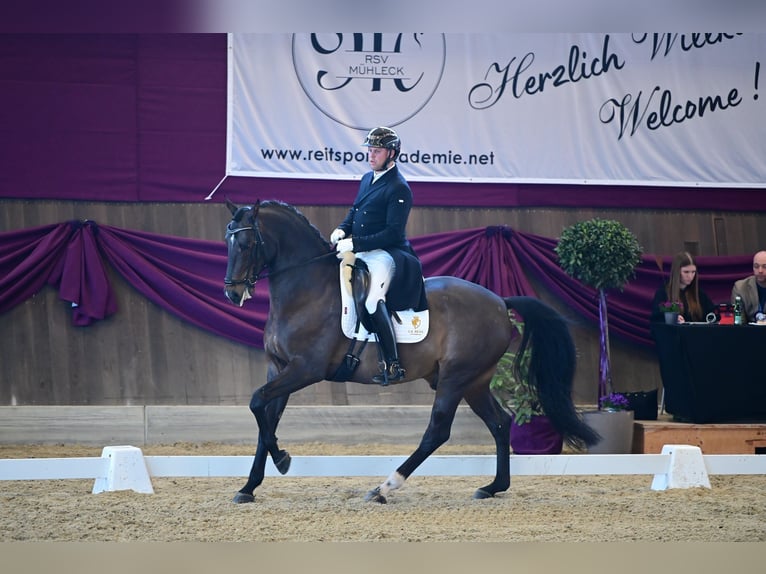 Sportivo Tedesco / Sportivo della Germania Castrone 12 Anni 168 cm Baio scuro in Goch