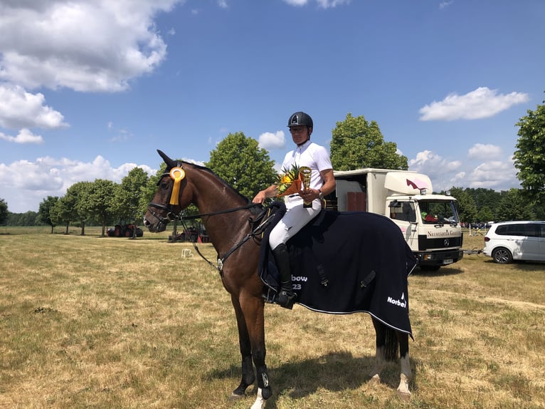 Sportivo Tedesco / Sportivo della Germania Castrone 12 Anni 170 cm Baio in Schönwalde-Glien OT Pausin