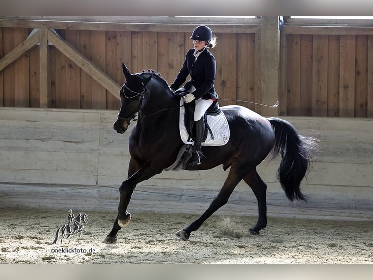 Sportivo Tedesco / Sportivo della Germania Castrone 12 Anni 170 cm Baio nero in Gräfelfing