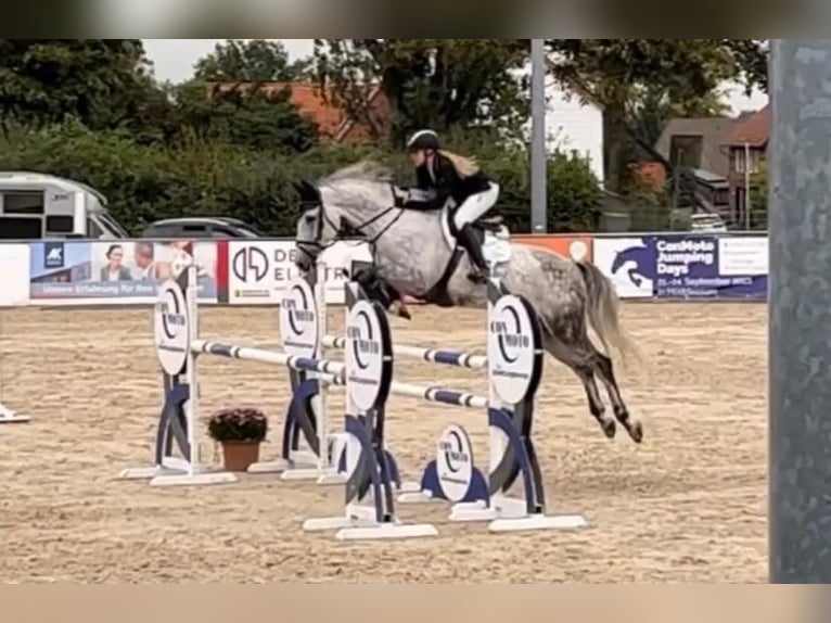 Sportivo Tedesco / Sportivo della Germania Castrone 12 Anni 170 cm Grigio in Springe