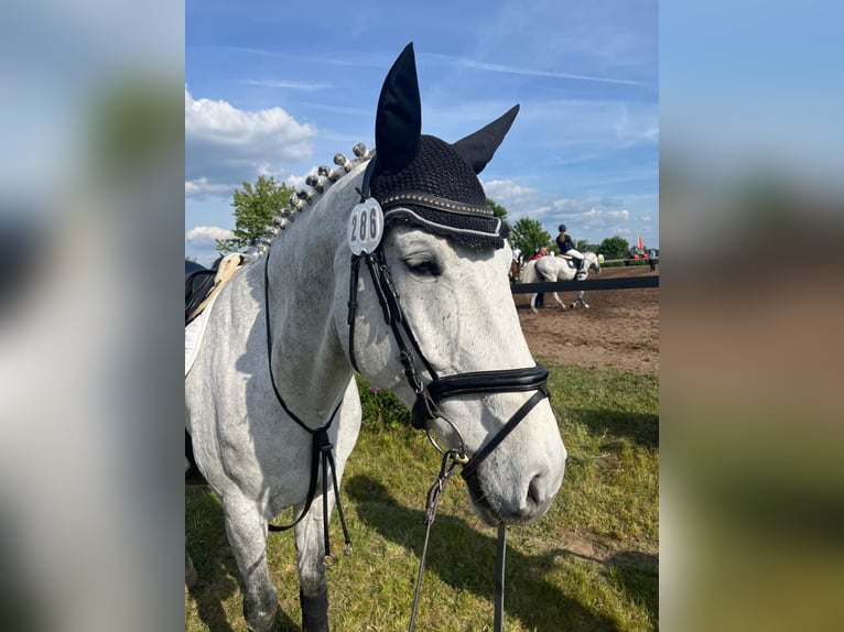 Sportivo Tedesco / Sportivo della Germania Castrone 12 Anni 170 cm Grigio in Egestorf- Döhle