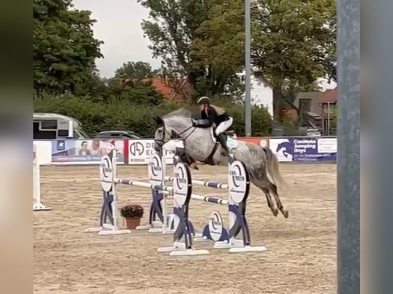 Sportivo Tedesco / Sportivo della Germania Castrone 12 Anni 170 cm Grigio in Egestorf- Döhle