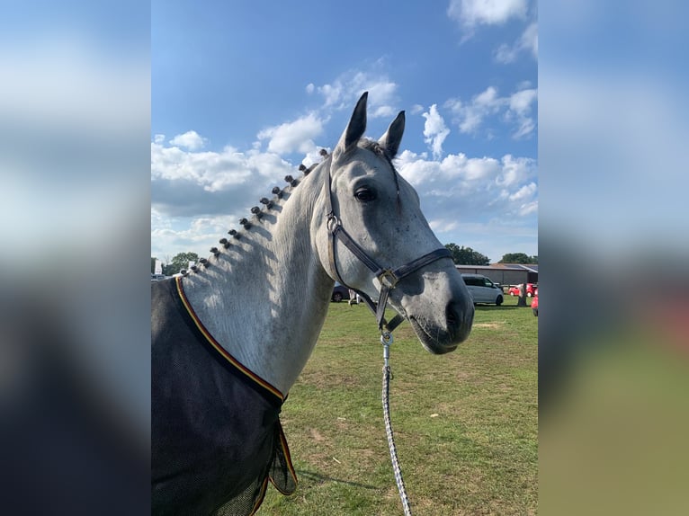 Sportivo Tedesco / Sportivo della Germania Castrone 12 Anni 170 cm Grigio in Egestorf- Döhle