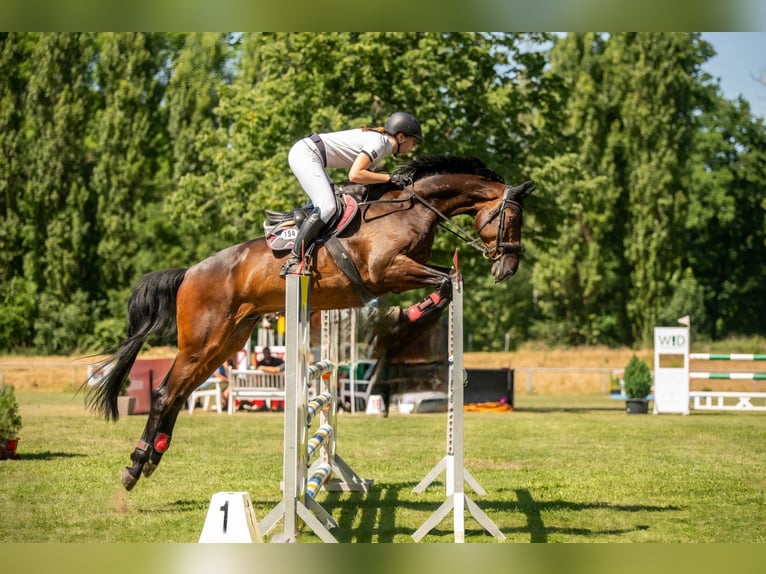 Sportivo Tedesco / Sportivo della Germania Castrone 12 Anni 171 cm Baio scuro in Borsdorf